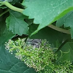 Meet your Posher, Elena